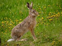 Attēlu rezultāti vaicājumam “Lepus europaeus”