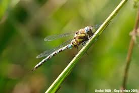 Attēlu rezultāti vaicājumam “Aeshna mixta”