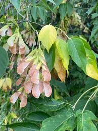 Attēlu rezultāti vaicājumam “Acer negundo fruit”