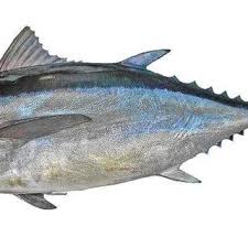 Image result for Thunnus atlanticus