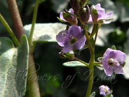 Attēlu rezultāti vaicājumam “Veronica beccabunga bud”