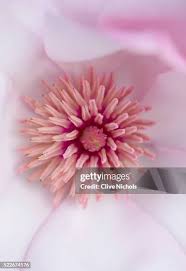 Attēlu rezultāti vaicājumam “Magnolia cylindrica flower”