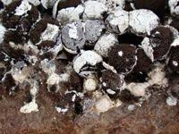 Attēlu rezultāti vaicājumam “Diderma globosum spores”