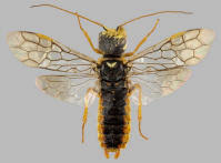 Attēlu rezultāti vaicājumam “Acantholyda posticalis”