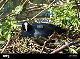 Attēlu rezultāti vaicājumam “Fulica atra adult”