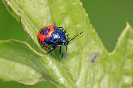 Attēlu rezultāti vaicājumam “Zicrona caerulea”