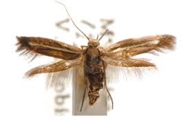 Attēlu rezultāti vaicājumam “Scythrididae”