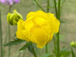 Attēlu rezultāti vaicājumam “Trollius europaeus”