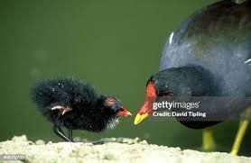 Attēlu rezultāti vaicājumam “Gallinula chloropus juvenile”