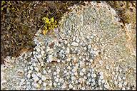 Attēlu rezultāti vaicājumam “Pertusaria albescens”