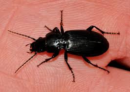 Attēlu rezultāti vaicājumam “Pterostichus melanarius”