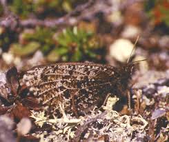 Attēlu rezultāti vaicājumam “Oeneis jutta underside”