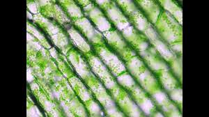 「水蘊草」的圖片搜尋結果