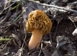 Attēlu rezultāti vaicājumam “Verpa bohemica”