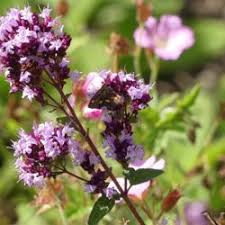 Attēlu rezultāti vaicājumam “Pyrausta cingulata”