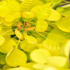 Attēlu rezultāti vaicājumam “Cotinus coggygria flower”