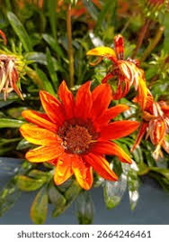 Image result for Gazanien