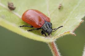 Attēlu rezultāti vaicājumam “Chrysomela populi”