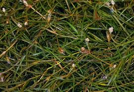 Attēlu rezultāti vaicājumam “Potamogeton trichoides”