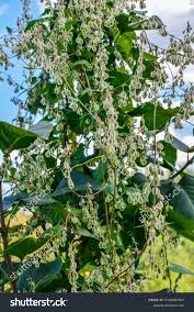 Attēlu rezultāti vaicājumam “Fallopia convolvulus leaf”