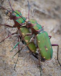 Attēlu rezultāti vaicājumam “Cicindela campestris”