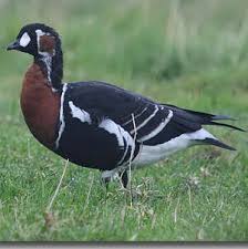 Image result for Branta ruficollis