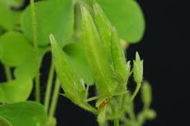 Attēlu rezultāti vaicājumam “Oxalis corniculata fruit”