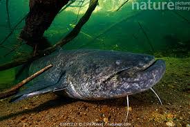 Image result for Silurus glanis