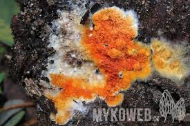 Attēlu rezultāti vaicājumam “Leucogyrophana mollusca”