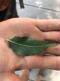 Attēlu rezultāti vaicājumam “Populus x jackii leaf”