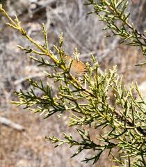 Attēlu rezultāti vaicājumam “Symphytocarpus trechisporus young”