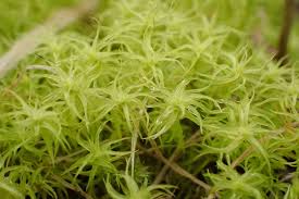 Attēlu rezultāti vaicājumam “Tortella tortuosa”