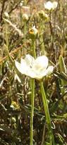 Attēlu rezultāti vaicājumam “Parnassia palustris flower”