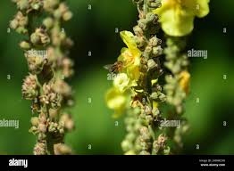 Attēlu rezultāti vaicājumam “Verbascum densiflorum bud”