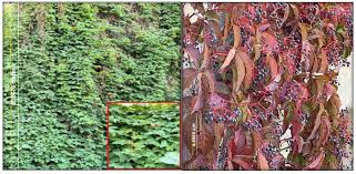 Attēlu rezultāti vaicājumam “Parthenocissus quinquefolia”