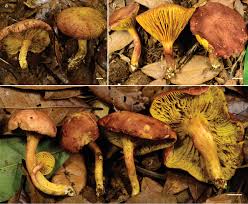 Attēlu rezultāti vaicājumam “Boletales”