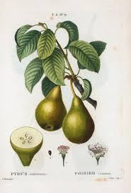 Attēlu rezultāti vaicājumam “Pyrus communis”