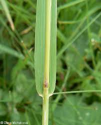 Attēlu rezultāti vaicājumam “Phleum phleoides fruit”
