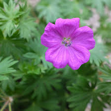 Attēlu rezultāti vaicājumam “Geranium sanguineum leaf”