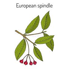 Attēlu rezultāti vaicājumam “Euonymus europaeus leaf”