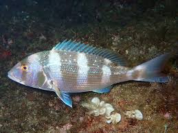 Image result for Dentex dentex