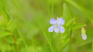 Attēlu rezultāti vaicājumam “Viola odorata bud”