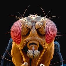 Attēlu rezultāti vaicājumam “Drosophila melanogaster”