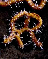 Attēlu rezultāti vaicājumam “Polycephalomyces tomentosus”