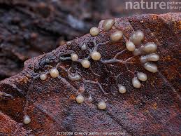 Attēlu rezultāti vaicājumam “Physarum diderma macro”