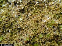 Attēlu rezultāti vaicājumam “Blepharostoma trichophyllum”