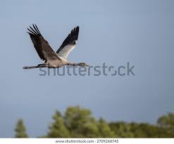 Attēlu rezultāti vaicājumam “Grus grus”