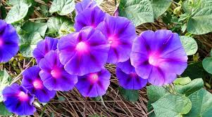 Image result for Convolvulus tricolor