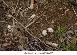 Attēlu rezultāti vaicājumam “Caprimulgus europaeus eggs”