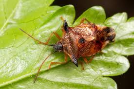 Attēlu rezultāti vaicājumam “Elasmucha ferrugata”